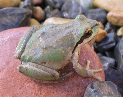 Pacific Treefrog
