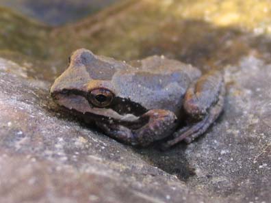 Pacific Treefrog
