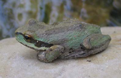 Pacific Treefrog