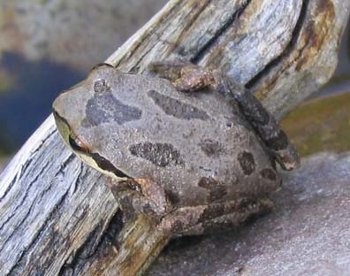 Pacific Treefrog