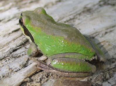 Pacific Treefrog