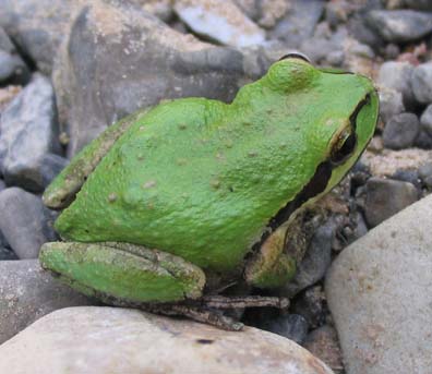 Pacific Treefrog