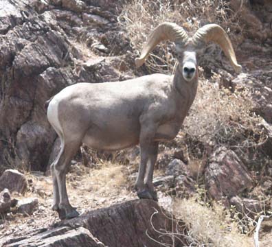 Ram