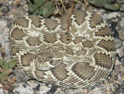 Rattlesnake