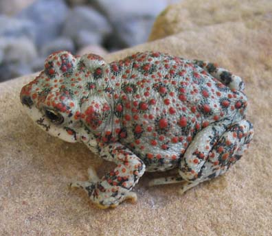 Red-spotted Toad