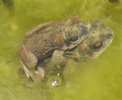 Red-spotted Toad