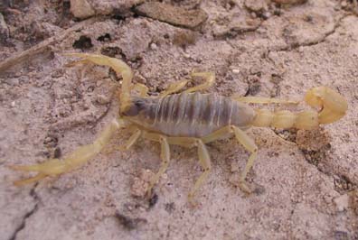 Scorpion