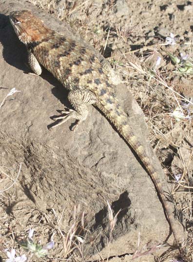 Spiny Lizard