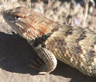 Spiny Lizard