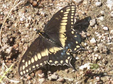 Swallowtail