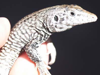 Whiptail