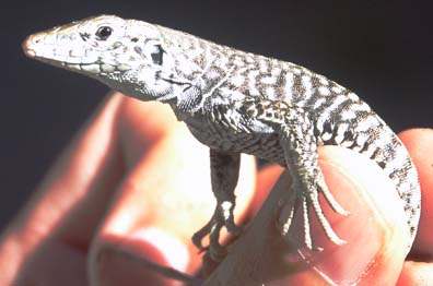 Whiptail