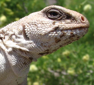 Desert Iguana