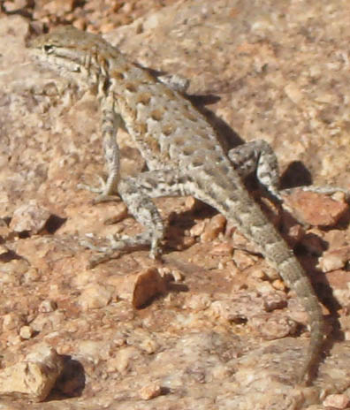 Side-blotched Lizard