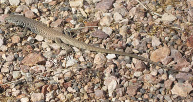 Whiptail