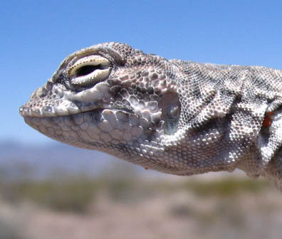 Zebratail Lizard