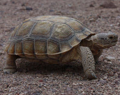 Desert Tortoise