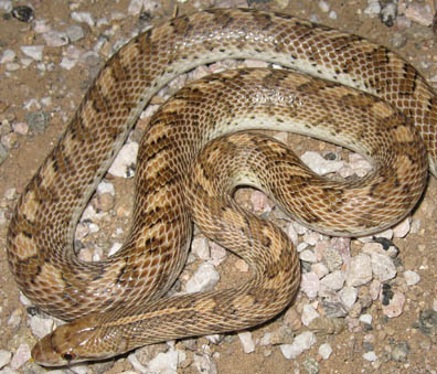 Glossy Snake