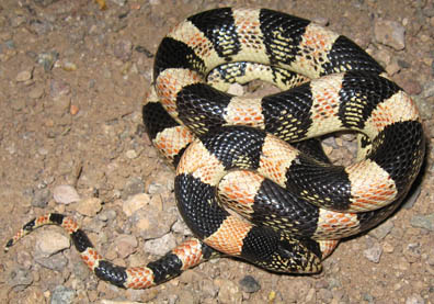 Longnose Snake