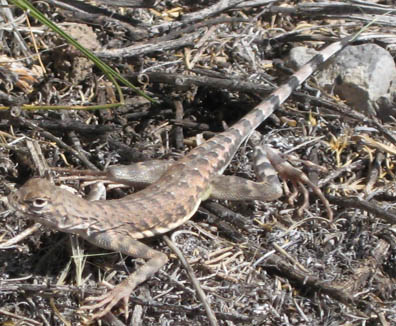 Zebratail Lizard