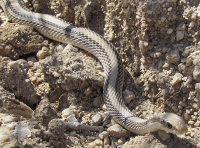 patchnose snake
