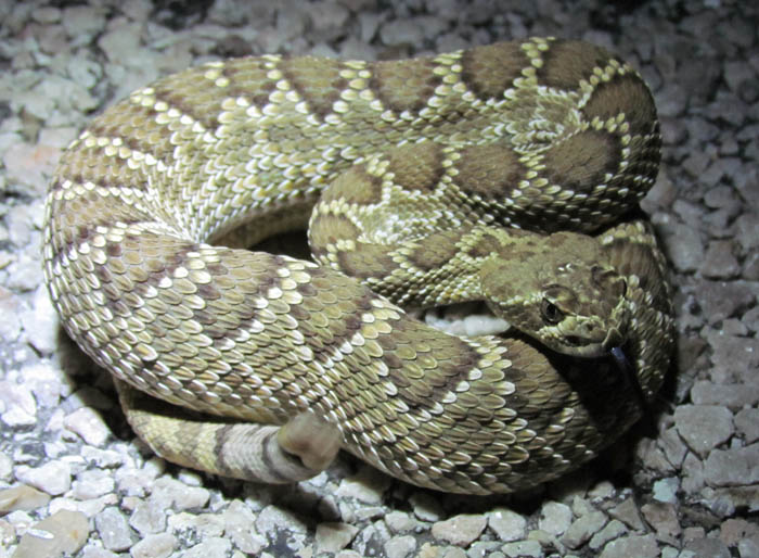 Mojave Rattlesnake