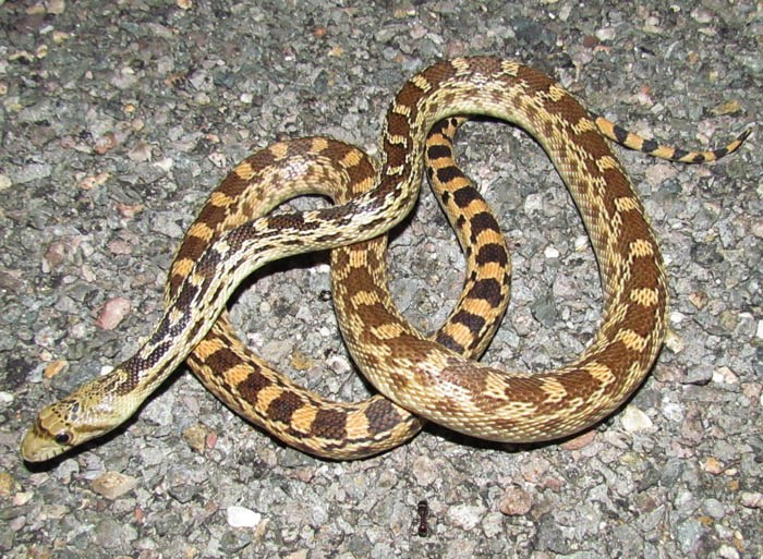 Gopher Snake