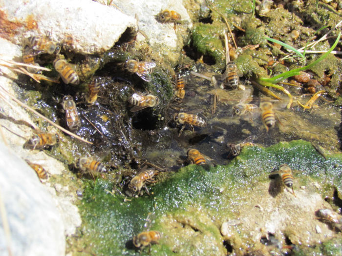 Honeybees