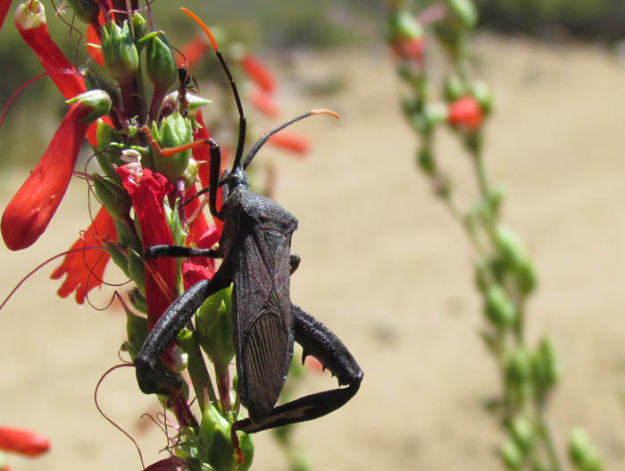 Giant Agave Bug