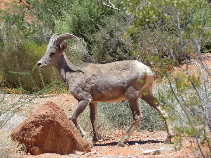 Desert Bighorn Sheep