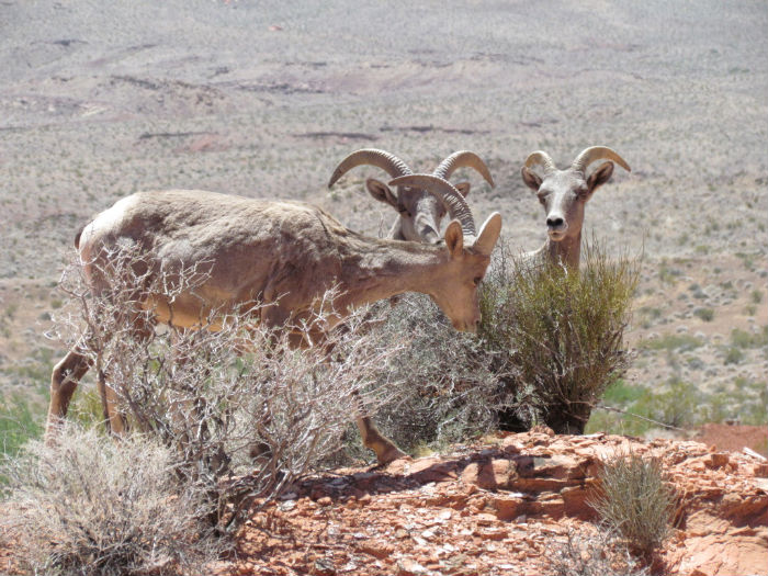 Desert Bighorn Sheep