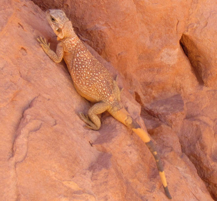 Chuckwalla