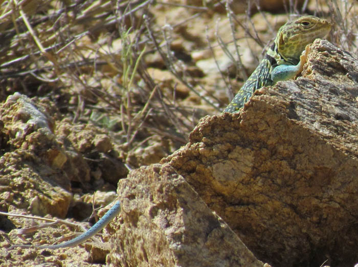 Collared Lizard