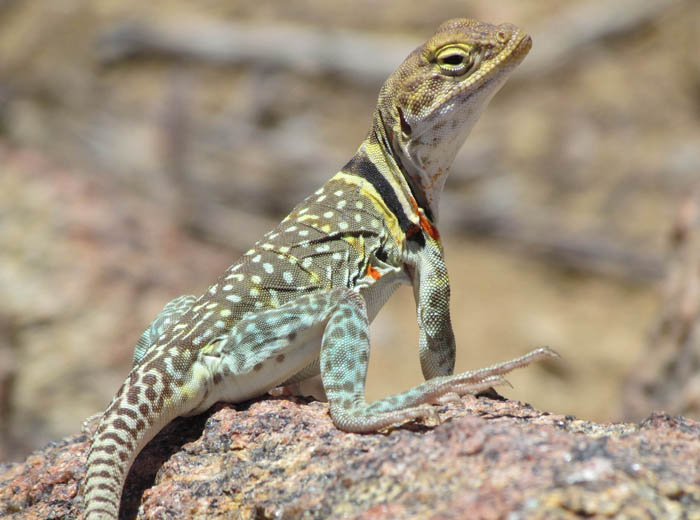 Collared Lizard