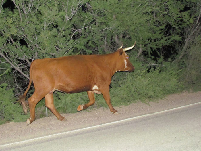 Cow