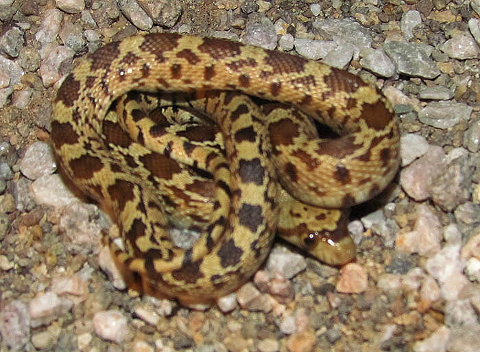 Great Basin Gopher Snake