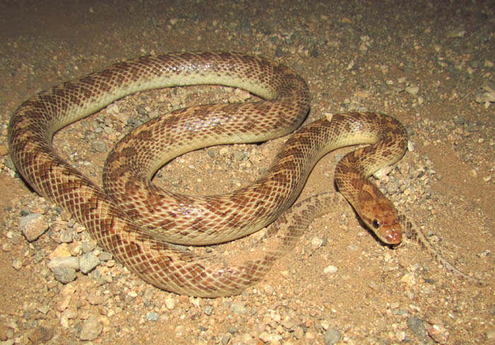 Arizona Glossy Snake