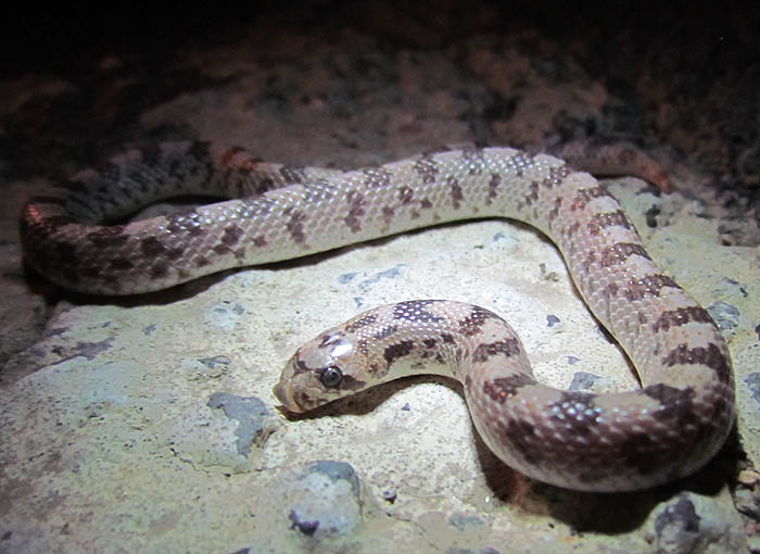 Spotted Leaf-nosed Snakek