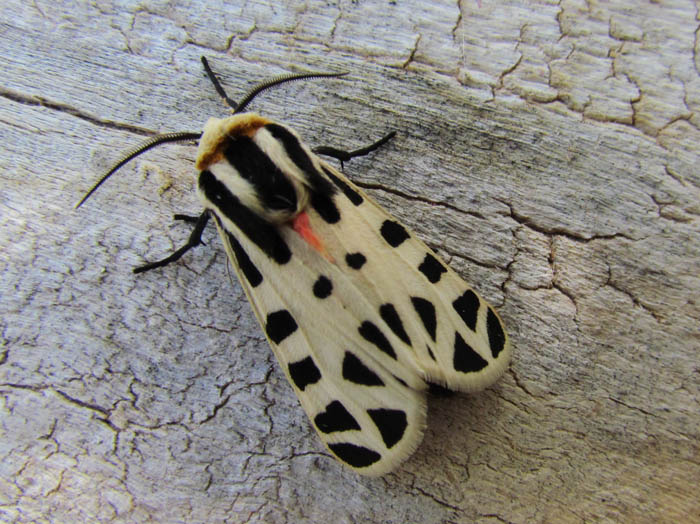 Nevada Tiger Moth