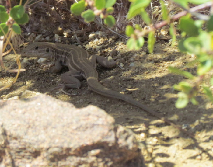 Whiptail Lizard