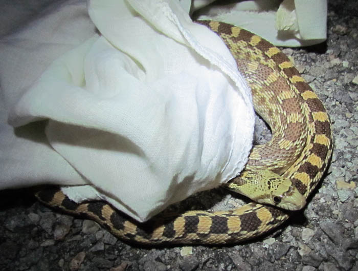 Gopher Snake