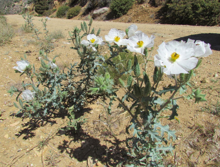 Southwestern Prickly Poppy