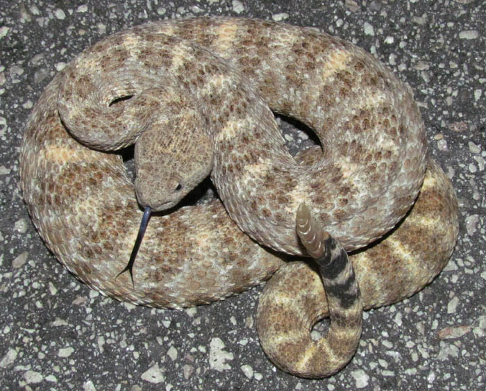 Speckled Rattlesnake