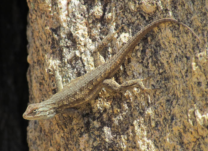 Plateau Fence Lizard
