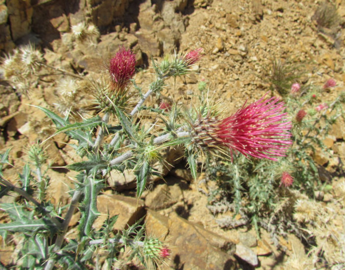 Yellowspine Thistle