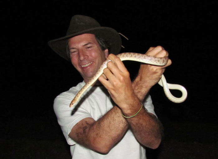 Arizona Glossy Snake