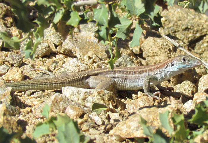 Gila Spotted Whiptail