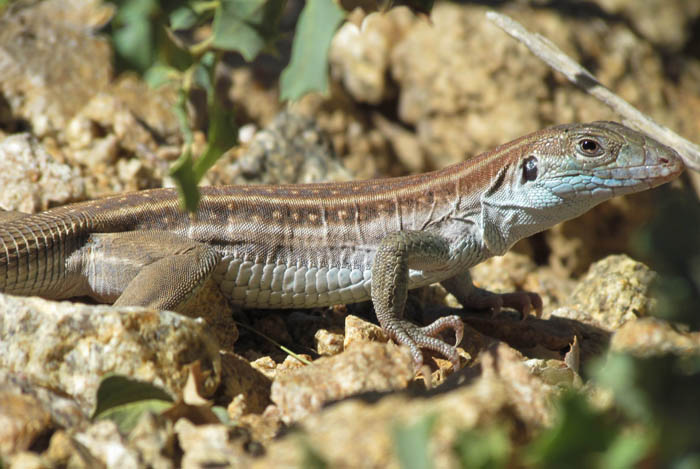 Gila Spotted Whiptail