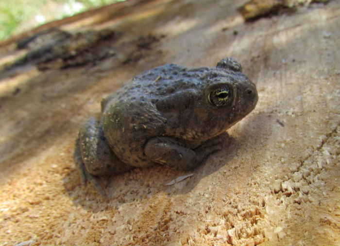 Woodhouse's Toad