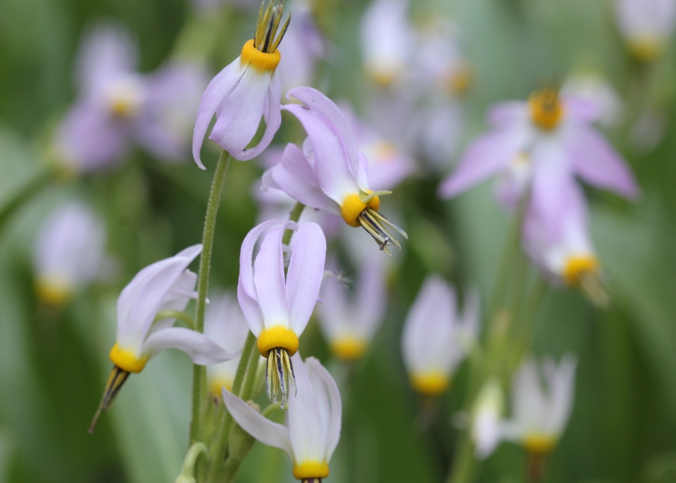 Alpine Shooting Star